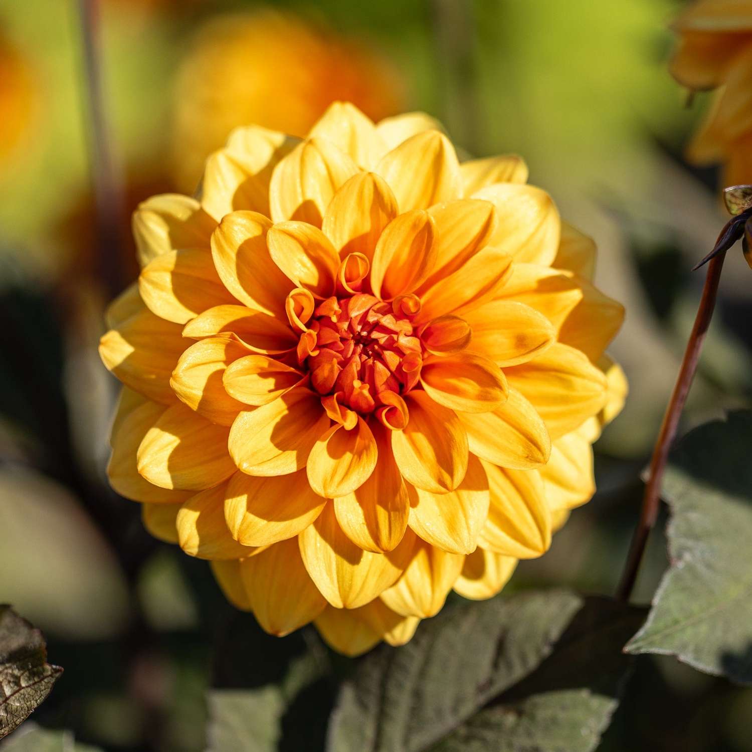 Daalia 'David Howard'